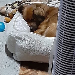 Meet your Posher, Bobbie